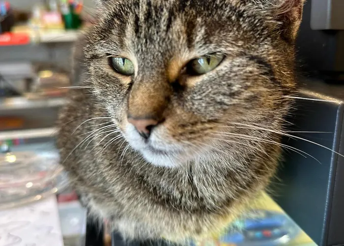 Kolysanka Private In Old Town